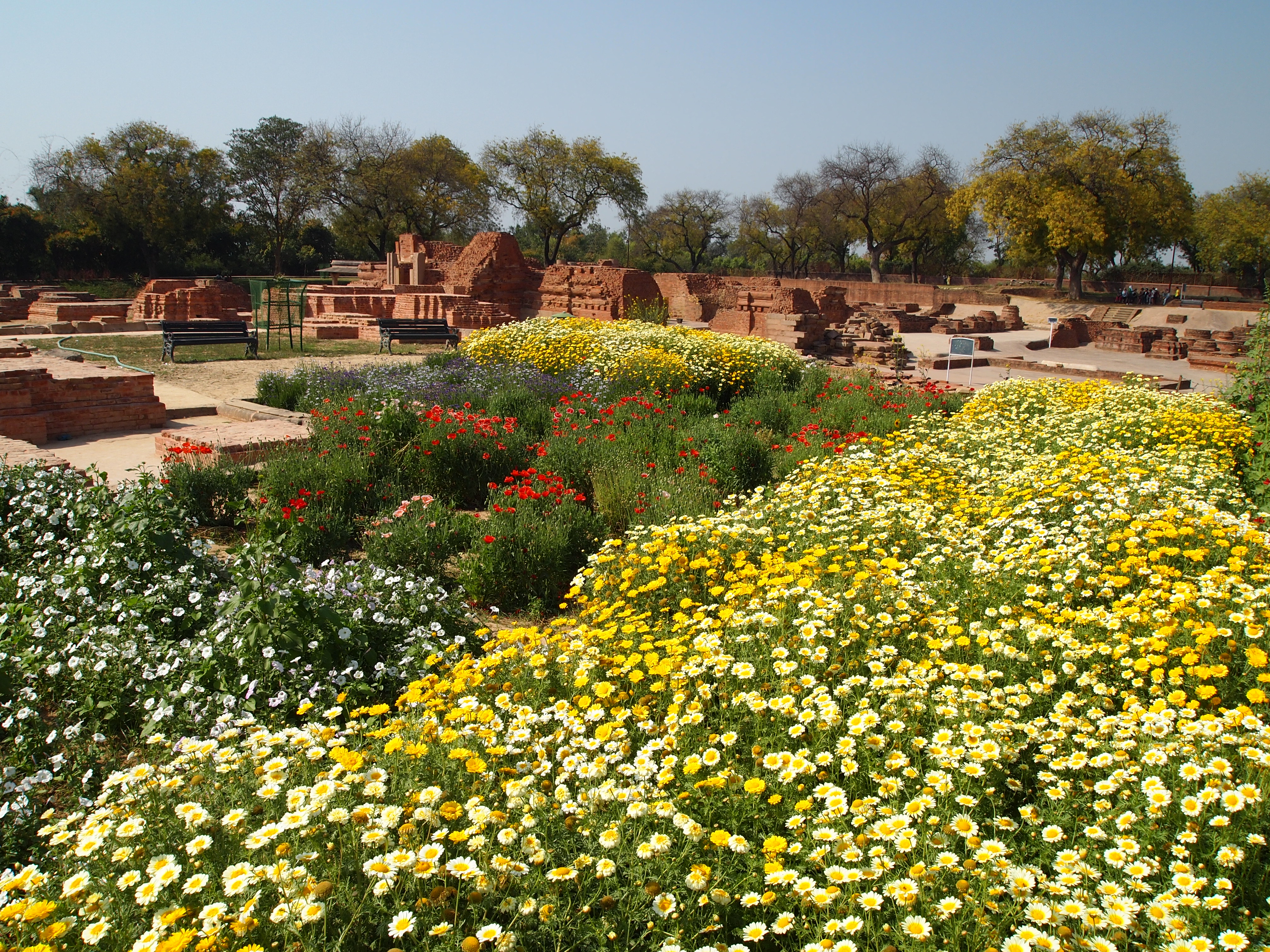 Sarnath Garden